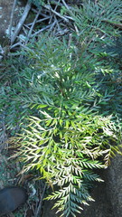 Grevillea robusta