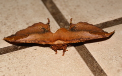 Goodia kuntzei