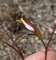 Cordylanthus tenuis brunneus