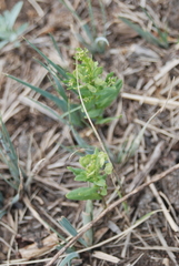 Thlaspi arvense