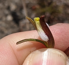 Cordylanthus tenuis brunneus