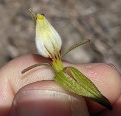 Cordylanthus tenuis brunneus