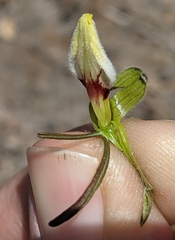 Cordylanthus tenuis brunneus