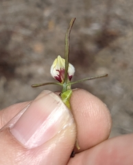 Cordylanthus tenuis brunneus