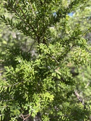 Styphelia margarodes