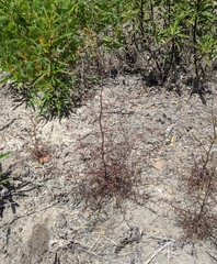 Cordylanthus tenuis brunneus