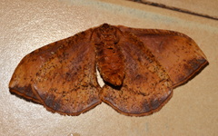 Goodia kuntzei