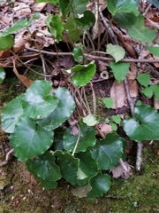 Asarum rosei