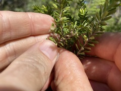 Styphelia margarodes