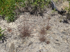 Cordylanthus tenuis brunneus