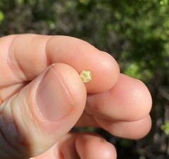 Styphelia margarodes