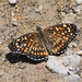 Mariposa Parche Naranja Mexicana - Photo (c) Barry Sullender, algunos derechos reservados (CC BY-NC), subido por Barry Sullender