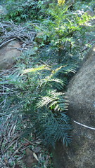Grevillea robusta