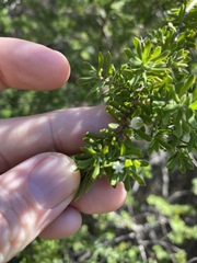 Styphelia margarodes