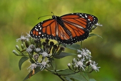 Danaus erippus