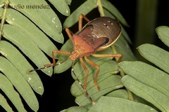 Anasa varicornis