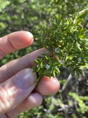 Styphelia margarodes