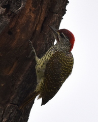 Campethera abingoni suahelica