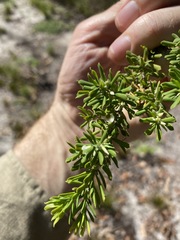 Styphelia margarodes