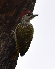 Campethera abingoni suahelica