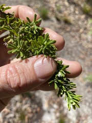 Styphelia margarodes