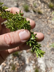 Styphelia margarodes