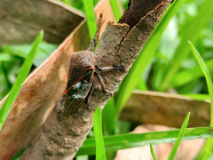 Metcalfiella erecta