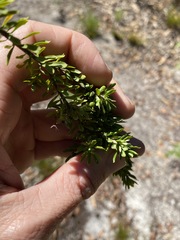 Styphelia margarodes