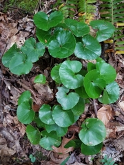 Asarum rosei