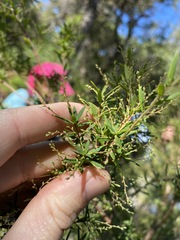 Leucopogon pimeleoides