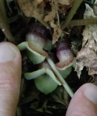 Asarum rosei
