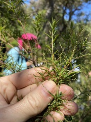 Leucopogon pimeleoides