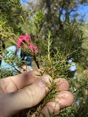 Leucopogon pimeleoides