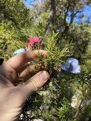 Leucopogon pimeleoides