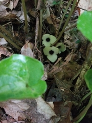Asarum rosei