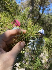 Leucopogon pimeleoides
