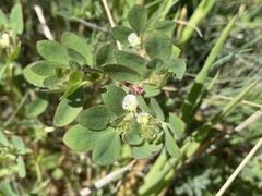 Acmispon denticulatus