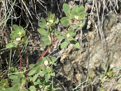 Acmispon denticulatus