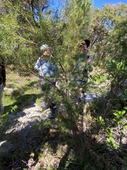 Leucopogon pimeleoides