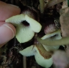 Asarum rosei
