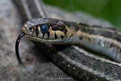Thamnophis scaliger