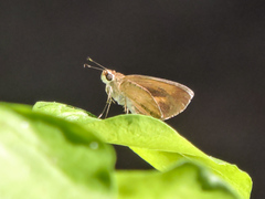 Synapte pecta