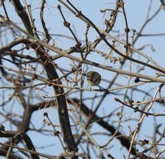 Vireo solitarius