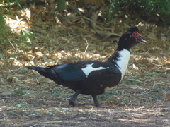 Cairina moschata domestica