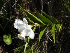 Sobralia virginalis