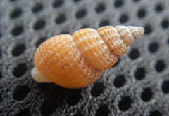 Nassarius mendicus