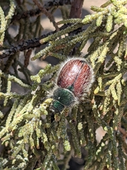 Paracotalpa