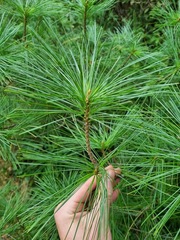 Pinus armandi