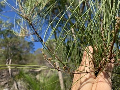 Acacia juncifolia