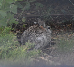 Sylvilagus floridanus